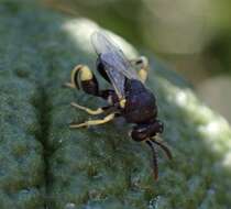 Image de Brachymeria tibialis (Walker 1834)