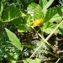 Image of Euphrasia syreitschikovii Govoruchin