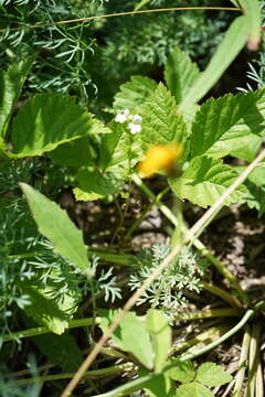 Image of Euphrasia syreitschikovii Govoruchin