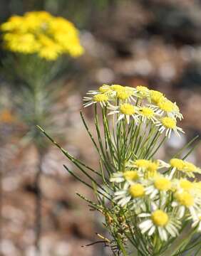 Image of Euryops tenuissimus subsp. tenuissimus