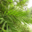 Image of Chamaedorea microspadix Burret