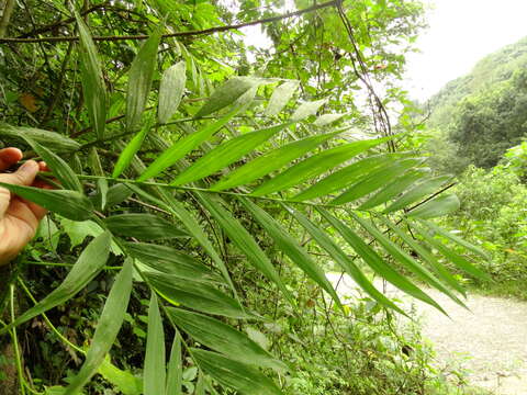 Image of Chamaedorea microspadix Burret