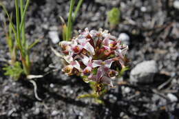 Image of Disa begleyi L. Bolus