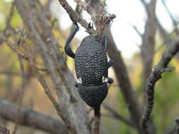 Image of Bark weevil