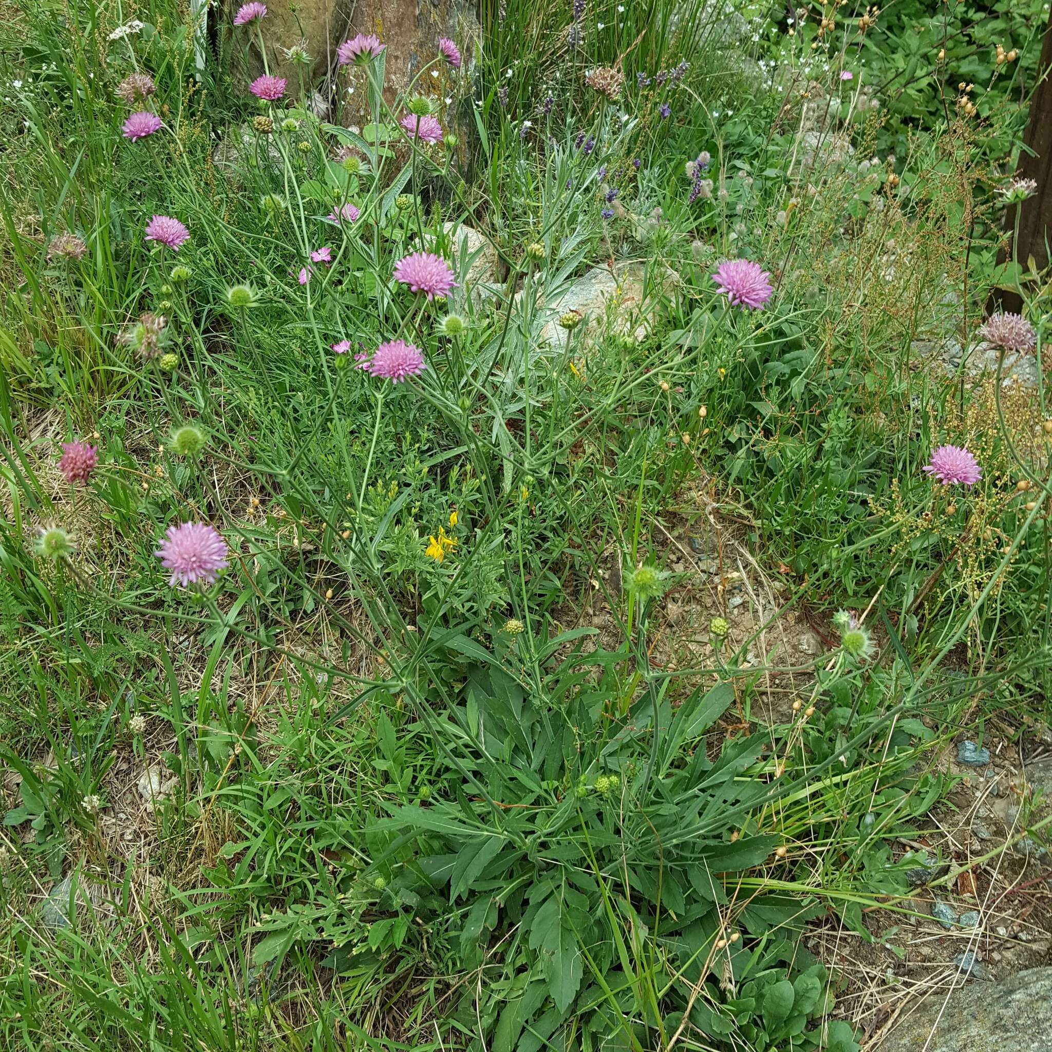 Image of Knautia transalpina (Christ) Briq.