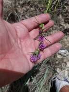 Слика од Liatris squarrosa (L.) Michx.