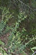 Image of false flowering spurge