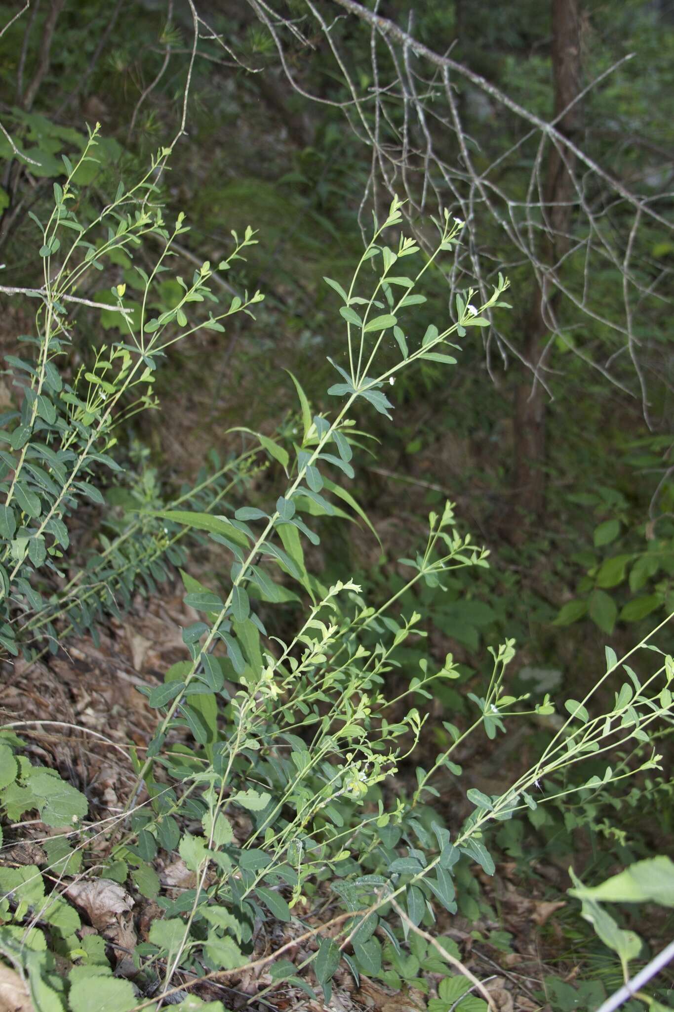 Sivun Euphorbia pubentissima Michx. kuva