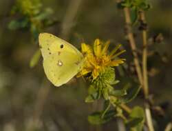 Image of Eastern Pale Clouded Yellow