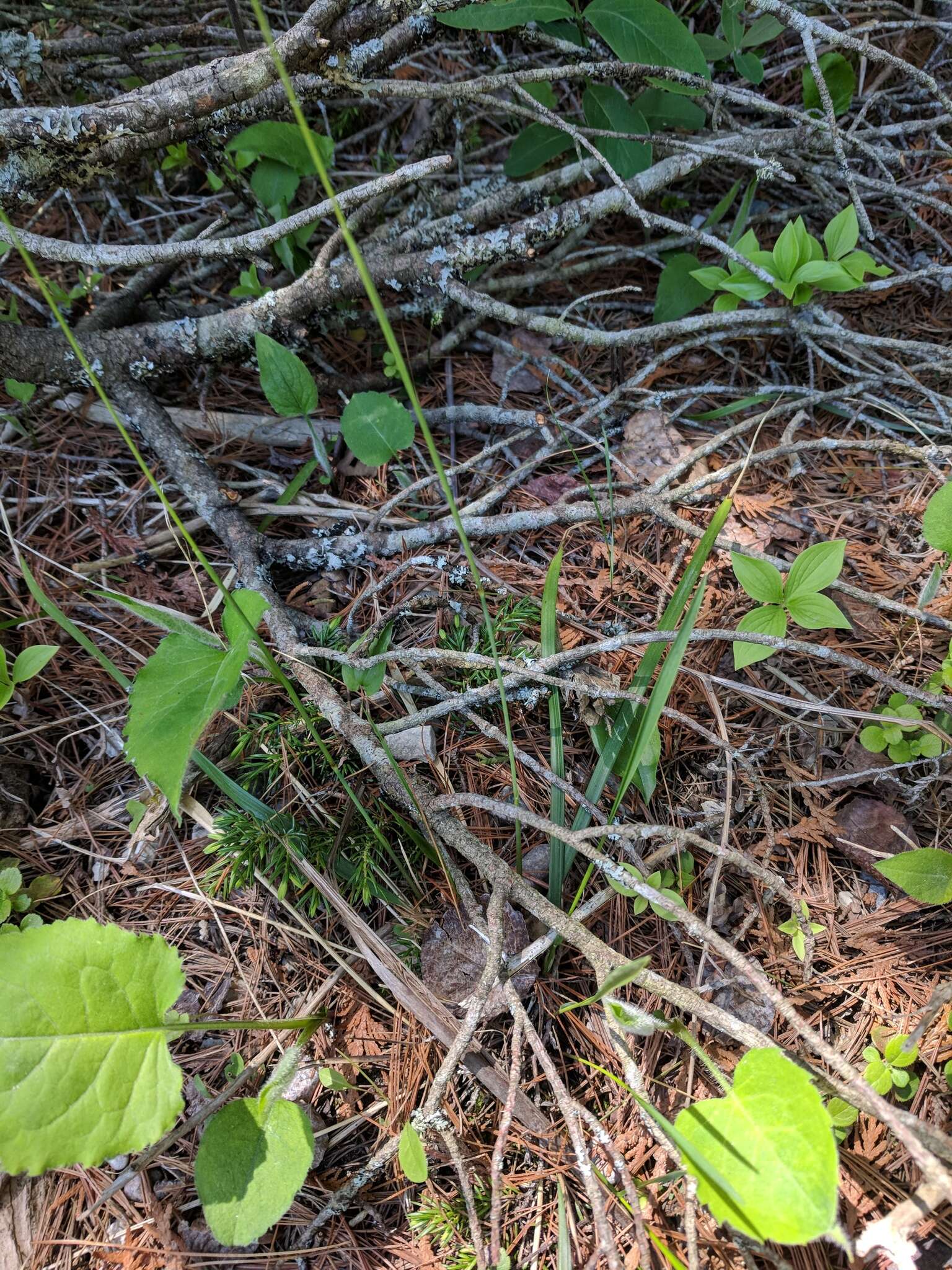 Sivun Oryzopsis asperifolia Michx. kuva