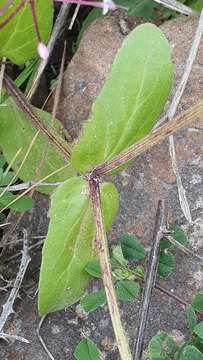 Image of Fedia graciliflora Fischer & Meyer