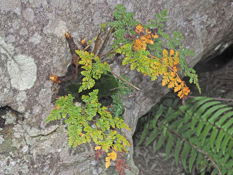 Image of Davallia chaerophylloides (Poir.) Steud.