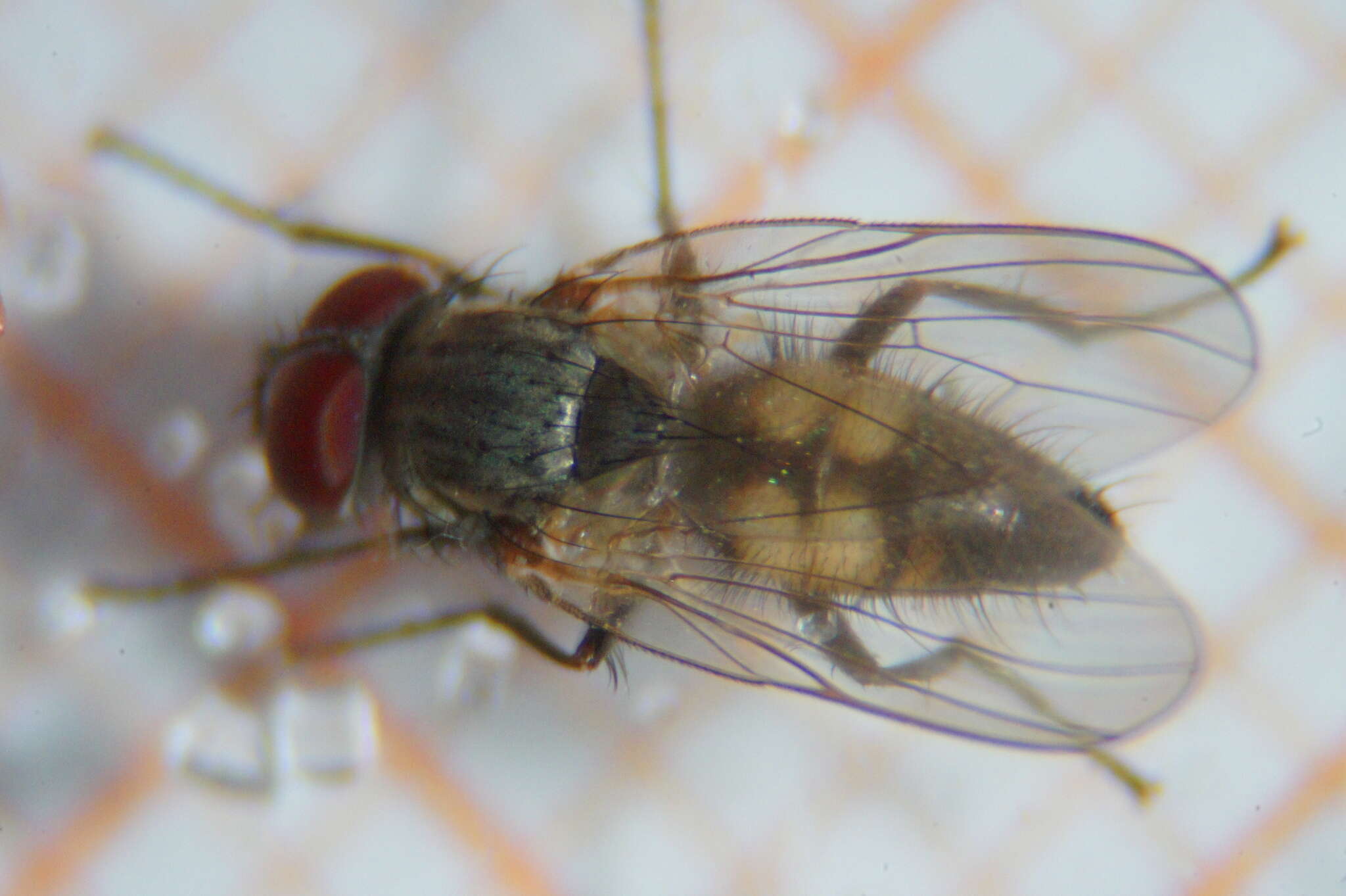 Image of Little House Fly