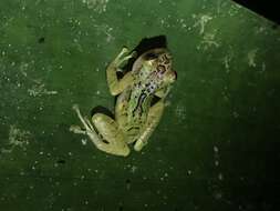 Image of Chiriboga robber frog