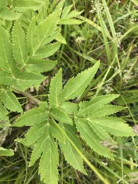 Image of Giant Angelica