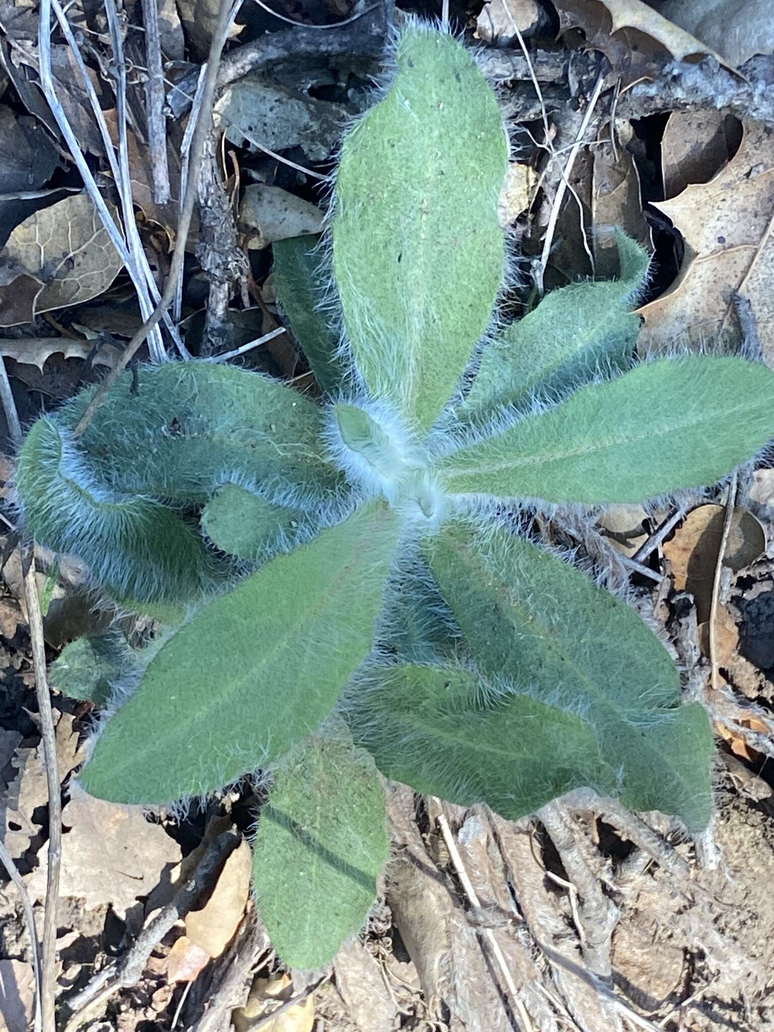 Image of southern hawkweed