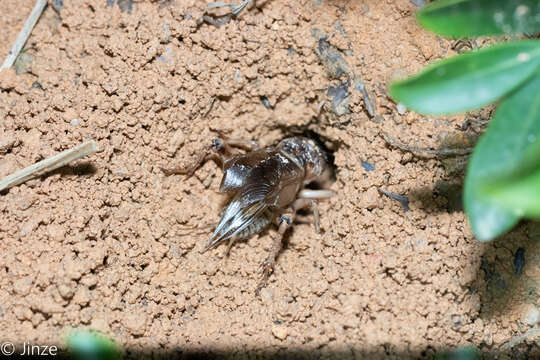 Tarbinskiellus resmi