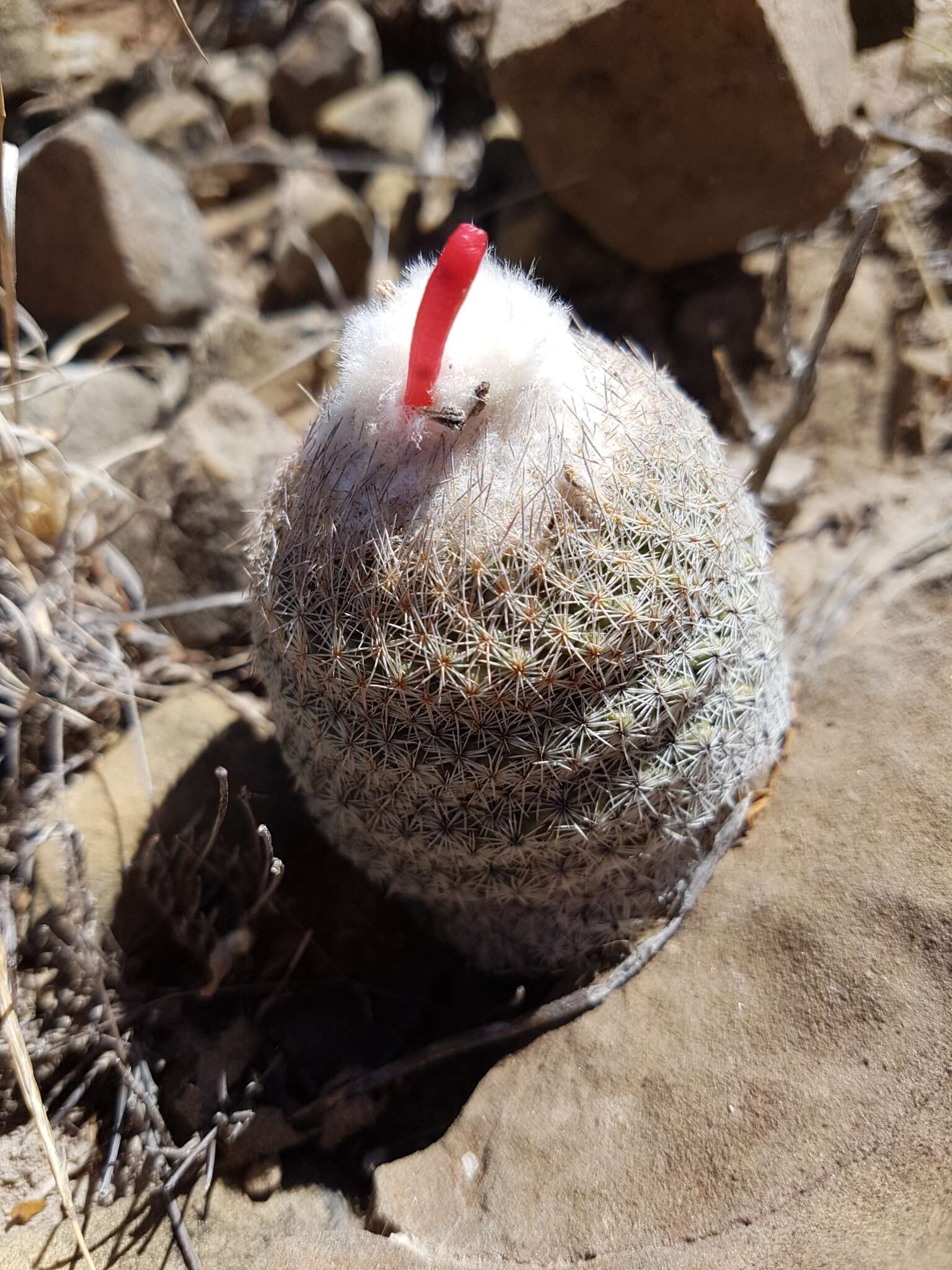 Image of Epithelantha greggii (Engelm.) Orcutt