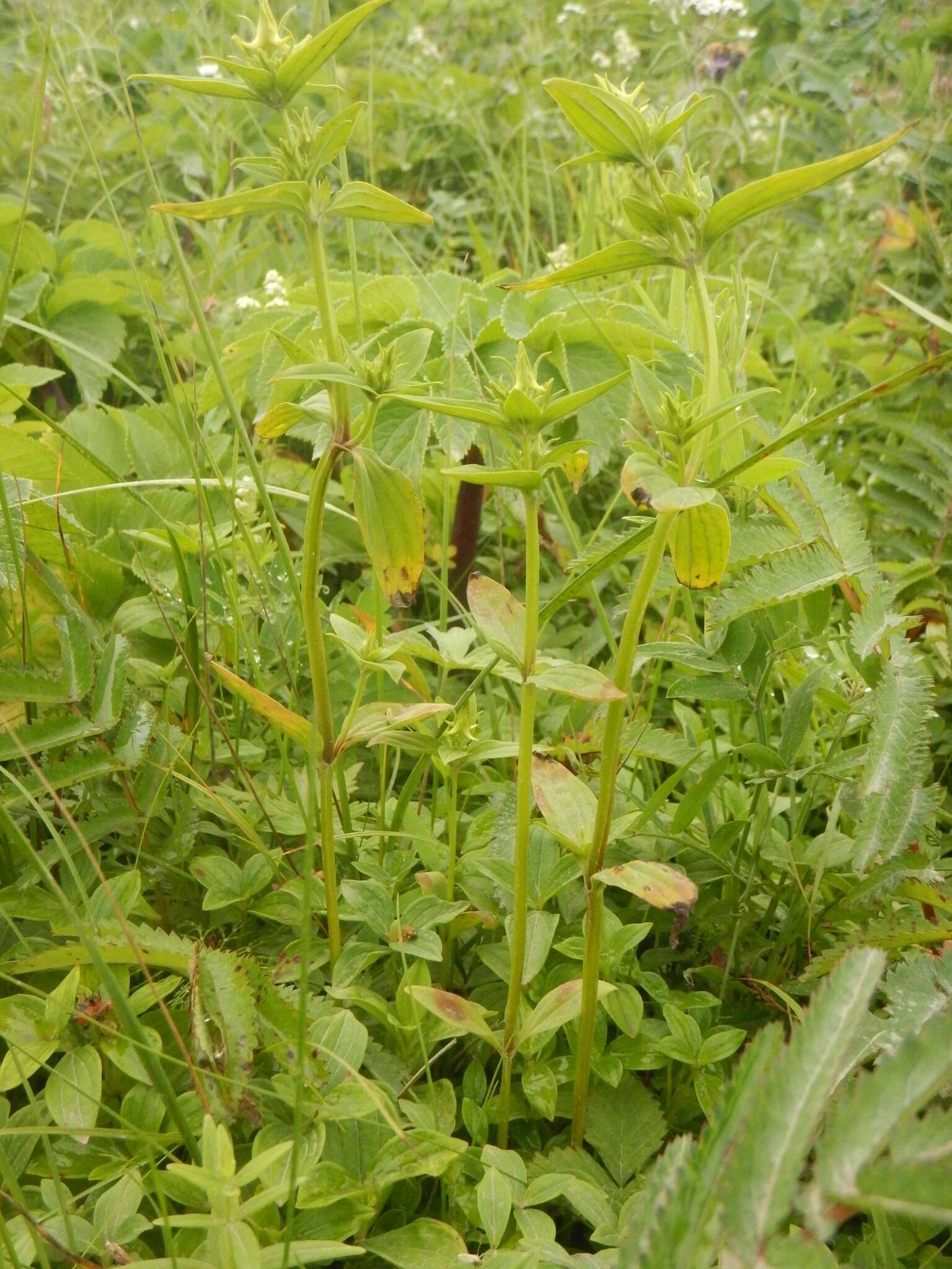 Image of Halenia corniculata (L.) Cornaz