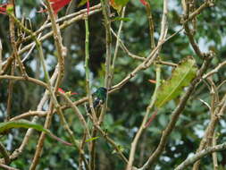 Image of Indigo-capped Hummingbird