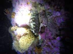 Image of butterfly chiton