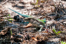 Image of Amazon Racerunner