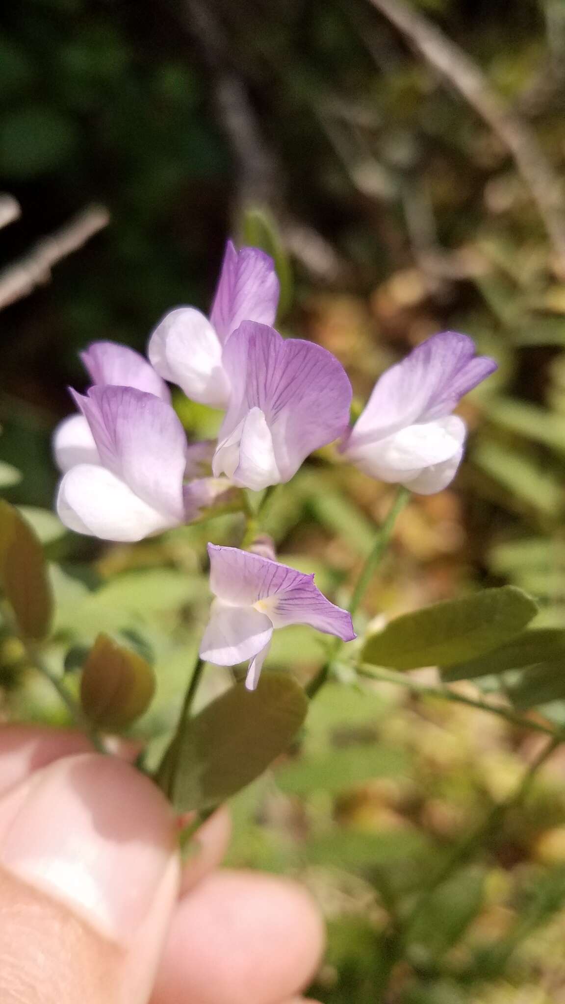 Sivun Lathyrus jepsonii subsp. californicus (S. Watson) C. L. Hitchc. kuva