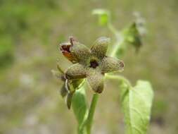 Sivun Matelea pubiflora (Decne.) R. E. Woodson kuva