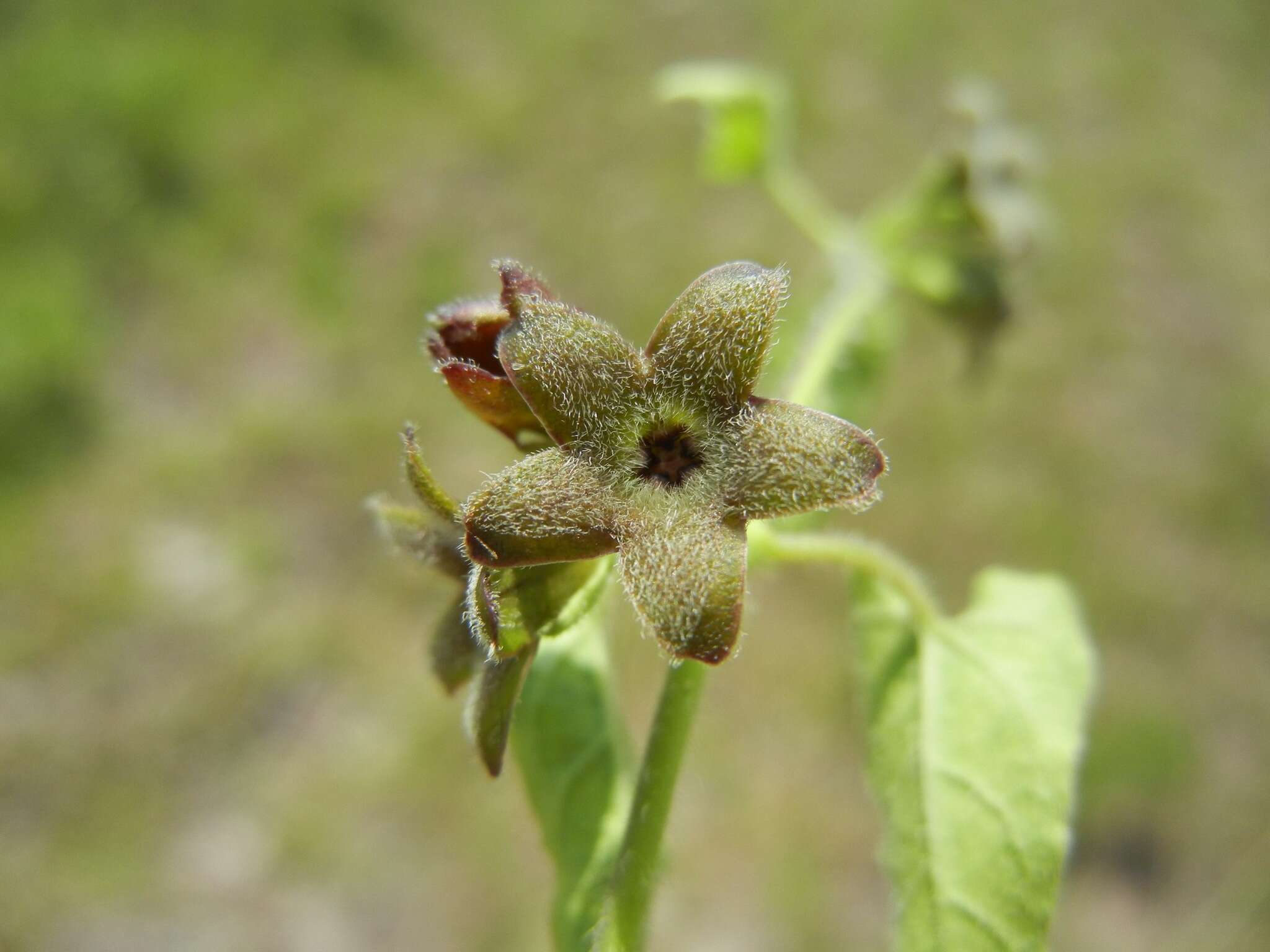 Imagem de Matelea pubiflora (Decne.) R. E. Woodson