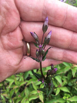 Image of autumn dwarf gentian