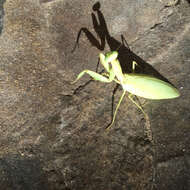 Image of Giant Asian Mantis