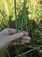 Imagem de Juncus oxymeris Engelm.