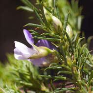 Image of Psoralea aculeata L.