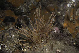 Image of antenna hydroid