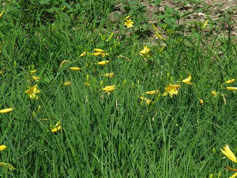 Image of lemon day-lily