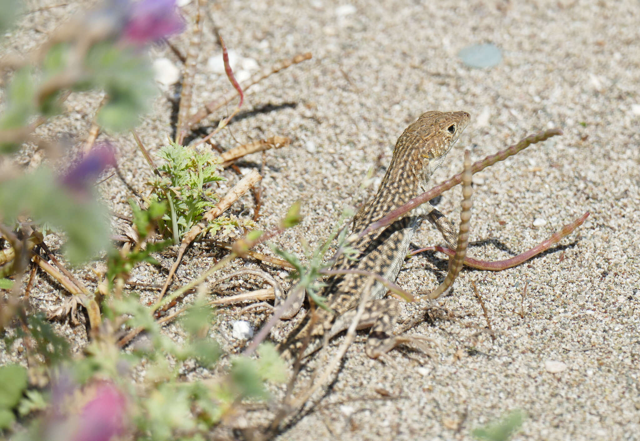 Image of Schreiber's Fringe-fingered Lizard