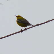 Image of Blue-winged Warbler