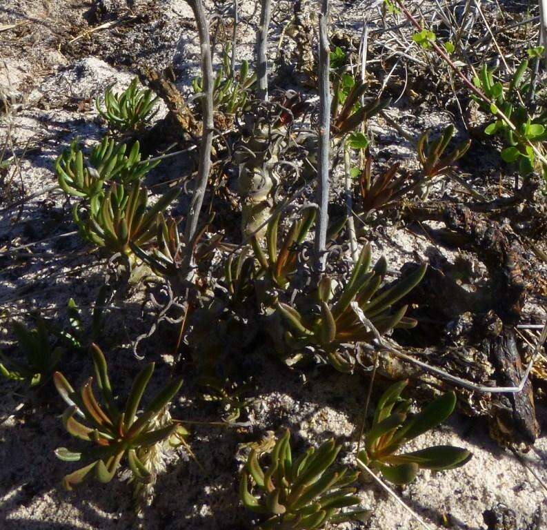 Imagem de Tylecodon grandiflorus (Burm. fil.) H. Tölken