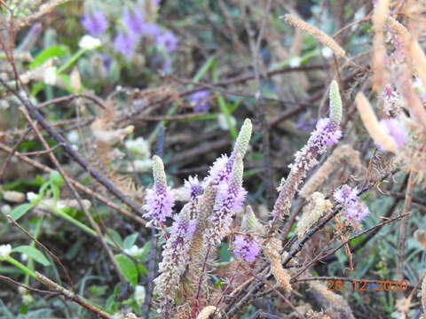 Image of Pogostemon deccanensis (Panigrahi) Press