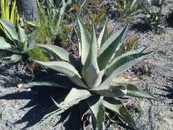 Image of rough century plant
