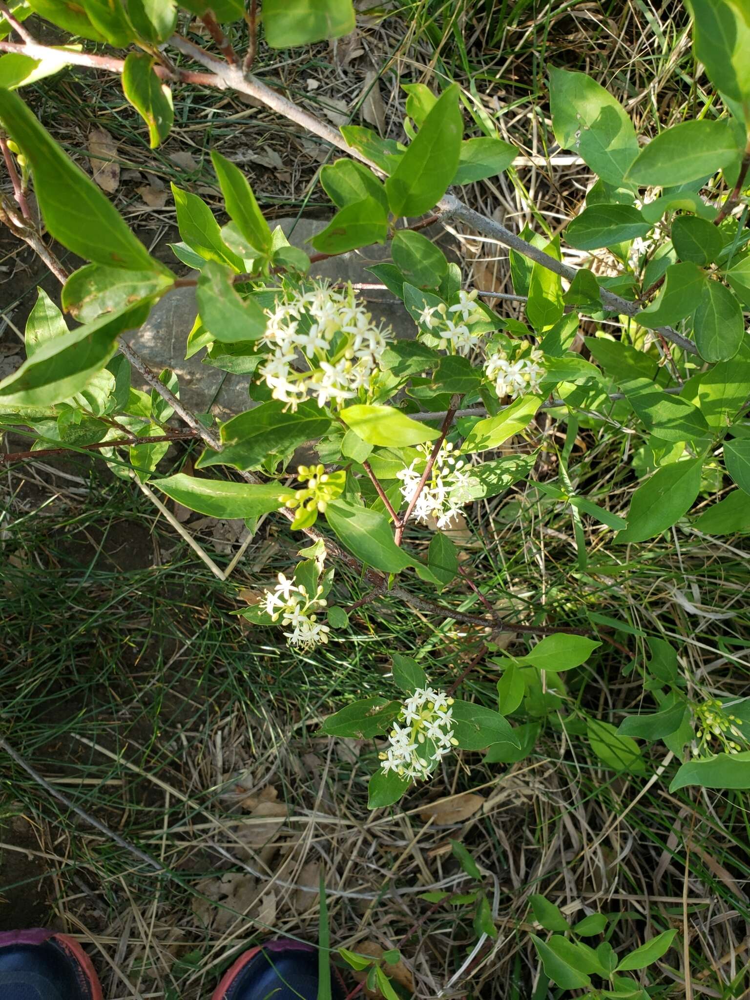 Image of brown dogwood