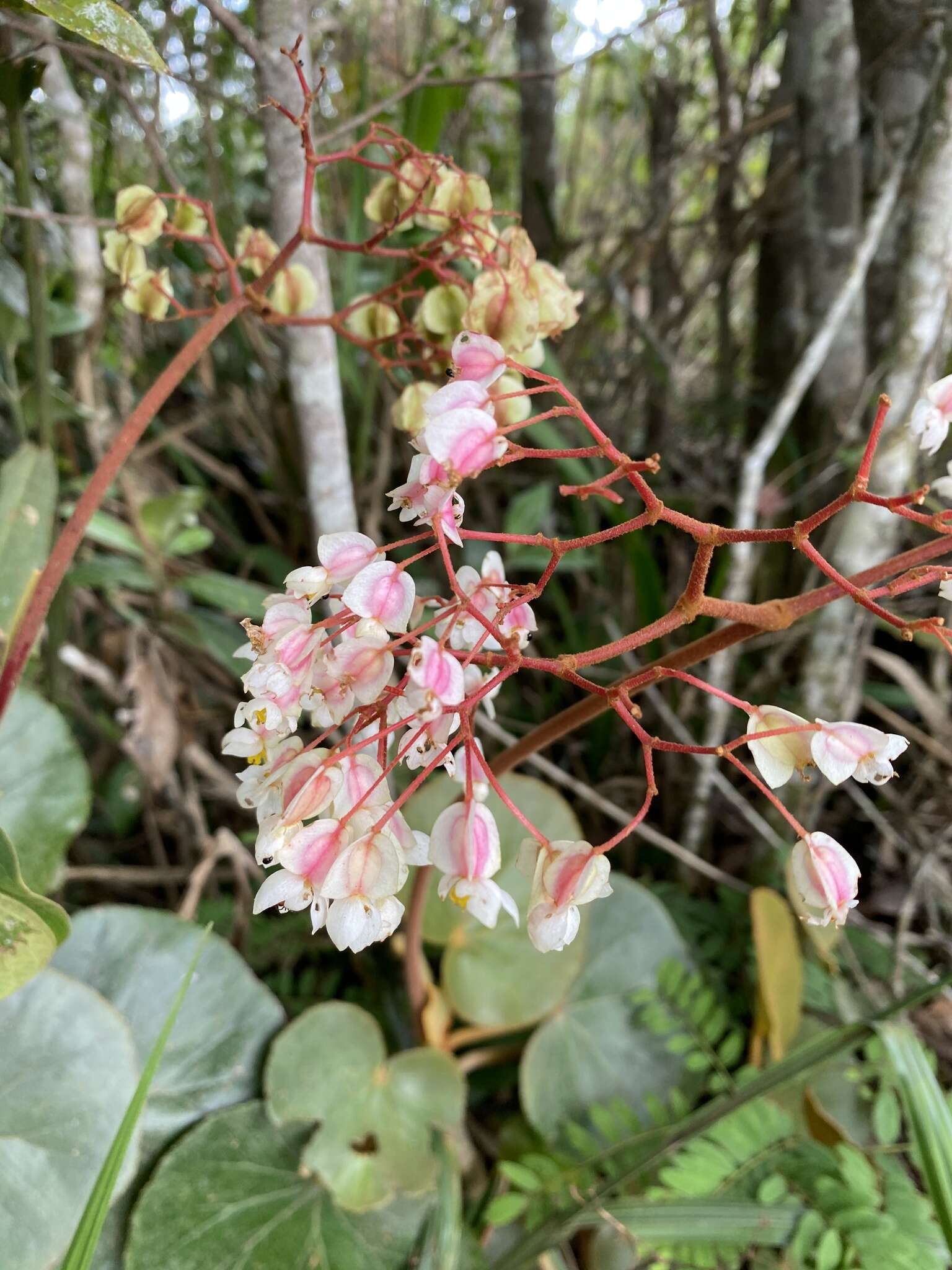 Image of Begonia grisea A. DC.