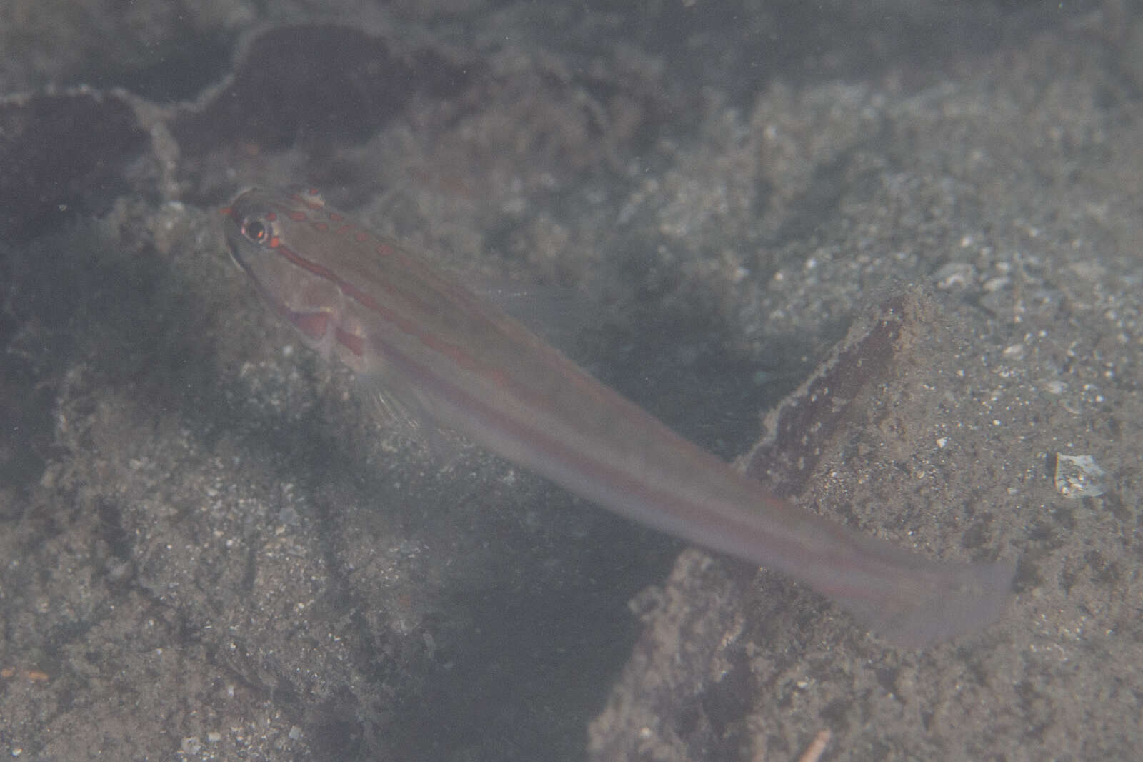 صورة Amblygobius nocturnus (Herre 1945)