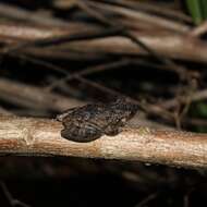 Image of Mato Grosso Snouted Treefrog