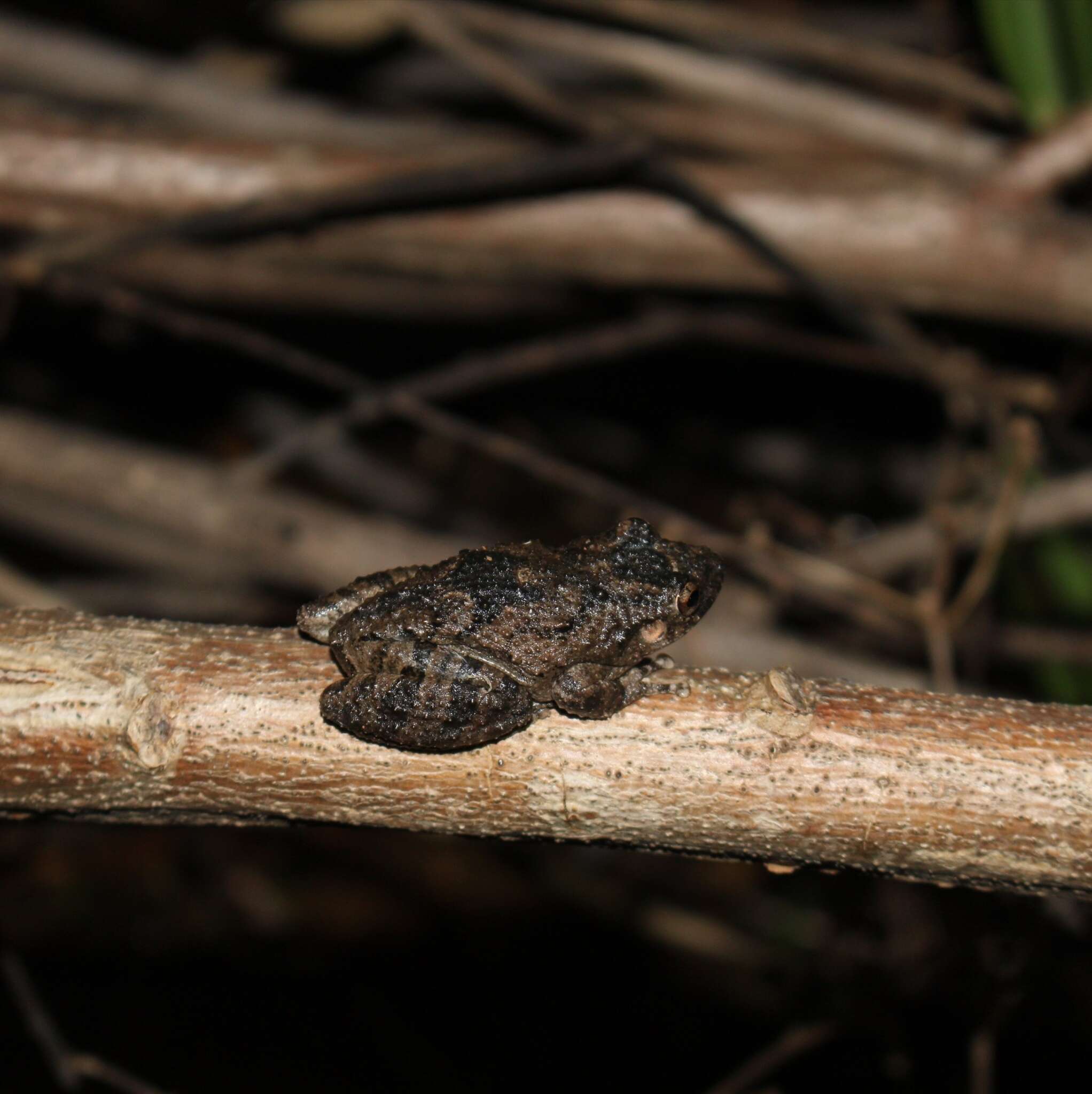 Image of Mato Grosso Snouted Treefrog