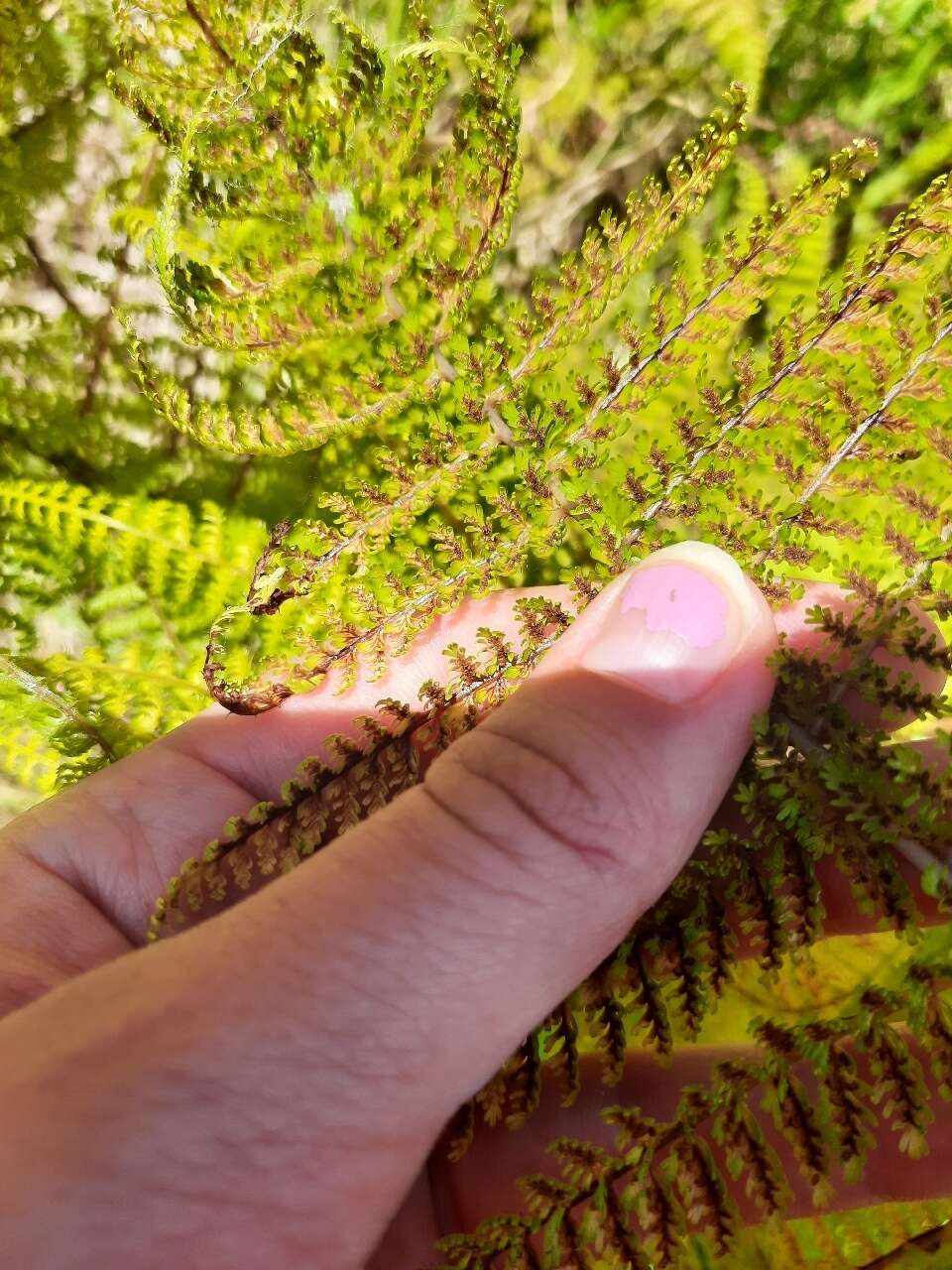 Image de Athyrium microphyllum (Sm.) Alston