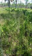 Imagem de Schizachyrium stoloniferum Nash