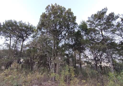 Juniperus comitana Martínez resmi