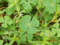 Image of hairy waterclover