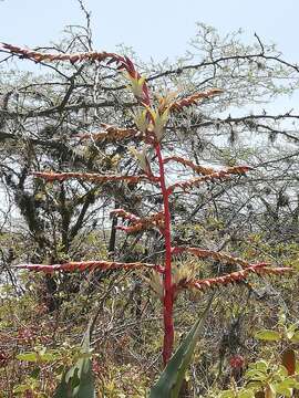 Image of Tillandsia secunda Kunth